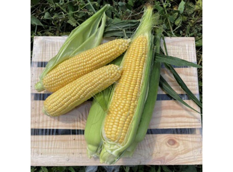 Свит Лаки F1 - семена сахарной кукурузы, 25000 сем., 70 дней, кочан 24см, Lark Seeds